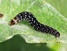 Attēlu rezultāti vaicājumam “Aphelia paleana larva”