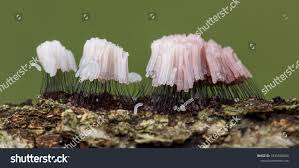 Attēlu rezultāti vaicājumam “Stemonitis fusca”