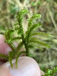 Attēlu rezultāti vaicājumam “Rhytidiadelphus”