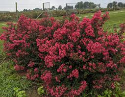 Image result for Lagerstroemia