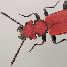 Attēlu rezultāti vaicājumam “Cucujus cinnaberinus”