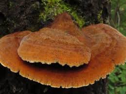 Attēlu rezultāti vaicājumam “Polyporus melanopus”