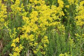 Attēlu rezultāti vaicājumam “Galium verum bud”