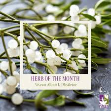 Attēlu rezultāti vaicājumam “Viscum album”