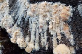 Attēlu rezultāti vaicājumam “Phlebiopsis gigantea”