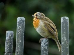 Attēlu rezultāti vaicājumam “Erithacus rubecula adult”
