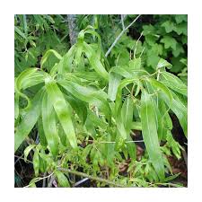 Attēlu rezultāti vaicājumam “Salix x doniana”