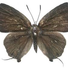 Attēlu rezultāti vaicājumam “Maculinea alcon upperside”