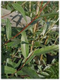 Attēlu rezultāti vaicājumam “Salix alba var. sericea”