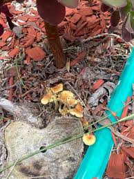 Attēlu rezultāti vaicājumam “Hypholoma sp.”