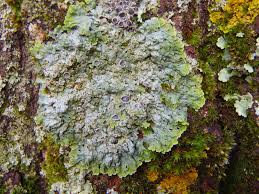 Attēlu rezultāti vaicājumam “Physconia distorta”