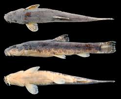 Attēlu rezultāti vaicājumam “Barbatula barbatula”