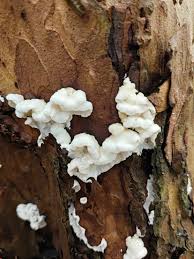 Attēlu rezultāti vaicājumam “Skeletocutis amorpha”