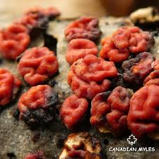 Attēlu rezultāti vaicājumam “Peniophora rufa”