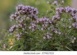 Attēlu rezultāti vaicājumam “Origanum majorana flower”