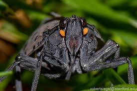 Attēlu rezultāti vaicājumam “Fuligo licentii macro”