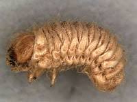 Attēlu rezultāti vaicājumam “Anobiidae”