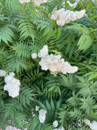 Attēlu rezultāti vaicājumam “Sorbaria sorbifolia flower”