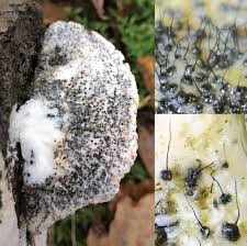 Attēlu rezultāti vaicājumam “Ophiostoma polyporicola”