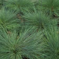 Attēlu rezultāti vaicājumam “Corynephorus canescens fruit”