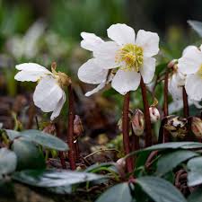 Image result for Christrose