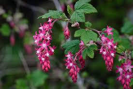 Attēlu rezultāti vaicājumam “Ribes rubrum flower”