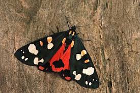 Attēlu rezultāti vaicājumam “Callimorpha dominula”