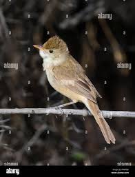 Image result for Acrocephalus aedon