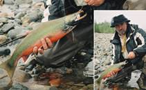 Image result for Salvelinus malma