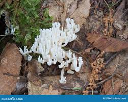 Attēlu rezultāti vaicājumam “Ramariopsis kunzei”