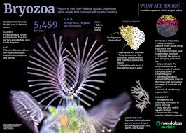 Attēlu rezultāti vaicājumam “Bryozoa”