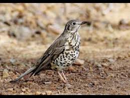 Attēlu rezultāti vaicājumam “Turdus viscivorus adult”