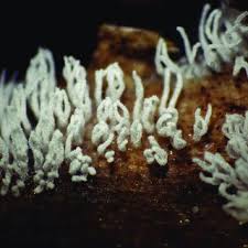 Attēlu rezultāti vaicājumam “Badhamia foliicola macro”