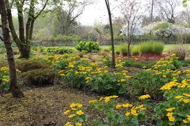 Attēlu rezultāti vaicājumam “Caltha palustris fruit”
