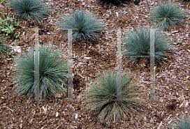 Attēlu rezultāti vaicājumam “Corynephorus canescens fruit”