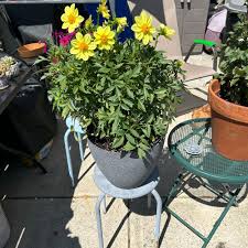 Image result for Dahlia hybrid.