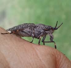 Attēlu rezultāti vaicājumam “Haematopota sp.”