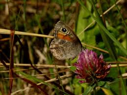 Attēlu rezultāti vaicājumam “Lasiommata petropolitana upperside”