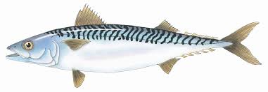 Image result for Scomber scombrus