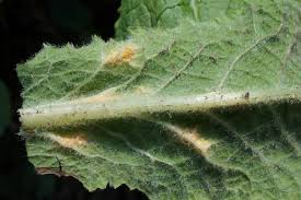 Attēlu rezultāti vaicājumam “Uromyces dactylidis”