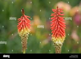 Image result for Steppenkerze