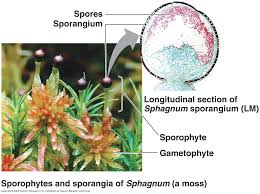 Attēlu rezultāti vaicājumam “Sphagnum centrale sporophyte”