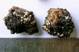 Attēlu rezultāti vaicājumam “Lachnellula willkommii”