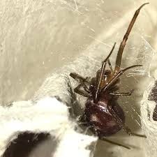 Attēlu rezultāti vaicājumam “Steatoda grossa female”