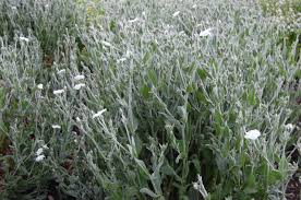 Image result for Lychnis coronaria alba