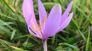 Image result for Herbstzeitlose