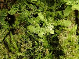 Attēlu rezultāti vaicājumam “Radula complanata”