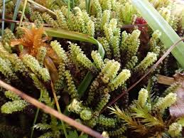 Attēlu rezultāti vaicājumam “Paludella squarrosa”