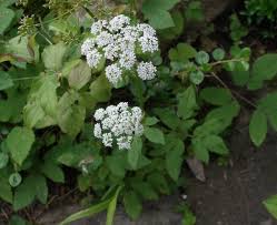 Attēlu rezultāti vaicājumam “Aegopodium podagraria flower”
