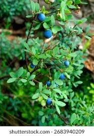 Attēlu rezultāti vaicājumam “Vaccinium uliginosum”